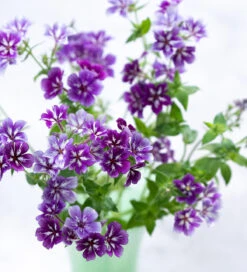 Soft And Sweet Phlox Collection -Plant Supply Store 511626 4 09607.1637146006