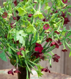 Rich And Zingy Nicotiana Collection