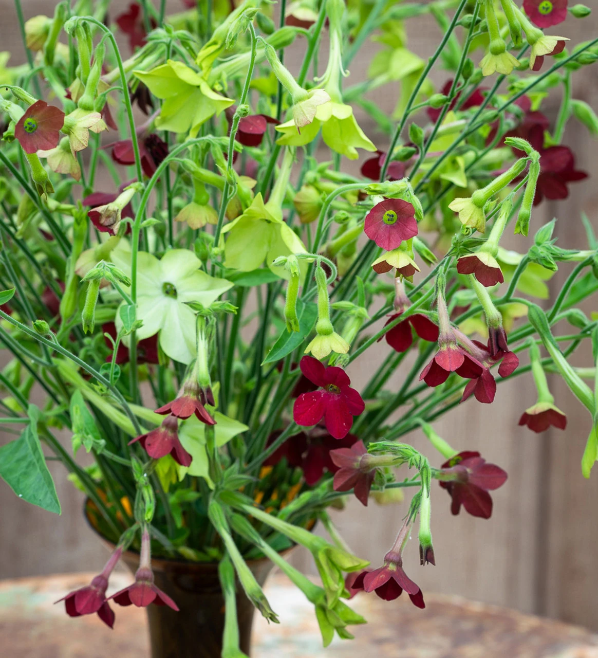 Rich And Zingy Nicotiana Collection 1 Rich And Zingy Nicotiana Collection