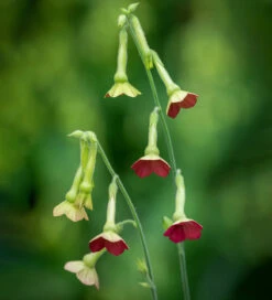 Rich And Zingy Nicotiana Collection 7 Rich And Zingy Nicotiana Collection -Plant Supply Store 511628 4 92290.1616173867