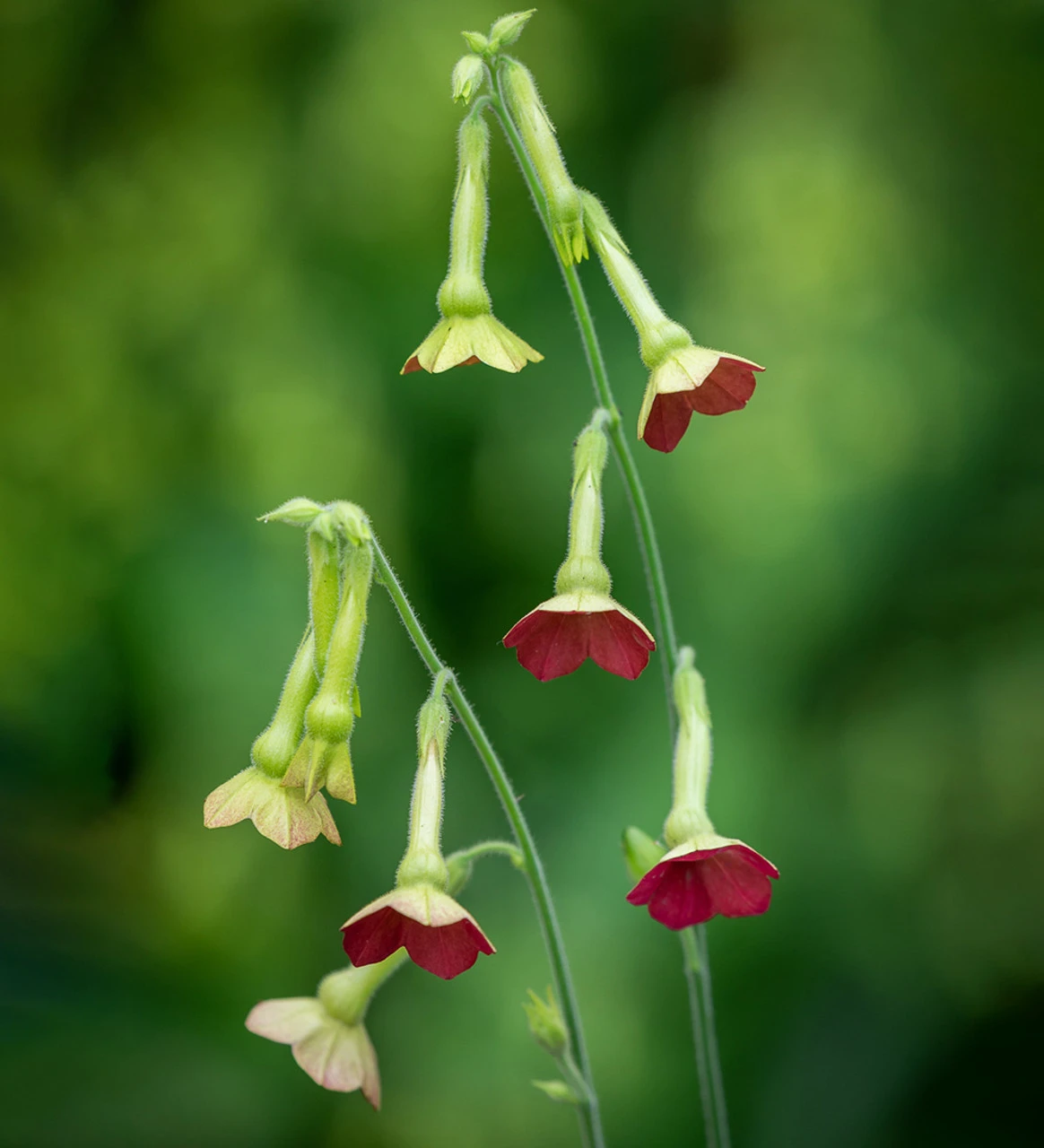 Rich And Zingy Nicotiana Collection 4 Rich And Zingy Nicotiana Collection - Image 4