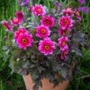 Dahlia 'Dreamy Nights'