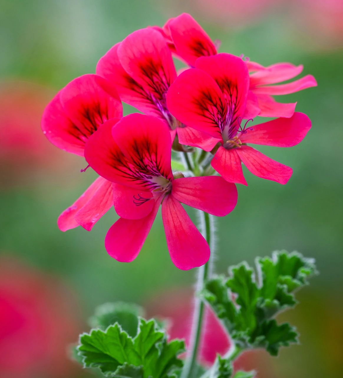 Pelargonium 'Shrubland Rose' (Scented) 1 Pelargonium 'Shrubland Rose' (Scented)