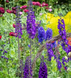 Amethyst And Sapphire Delphinium Collection