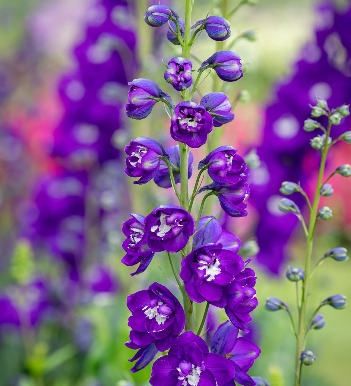 Amethyst And Sapphire Delphinium Collection 2 Amethyst And Sapphire Delphinium Collection - Image 2