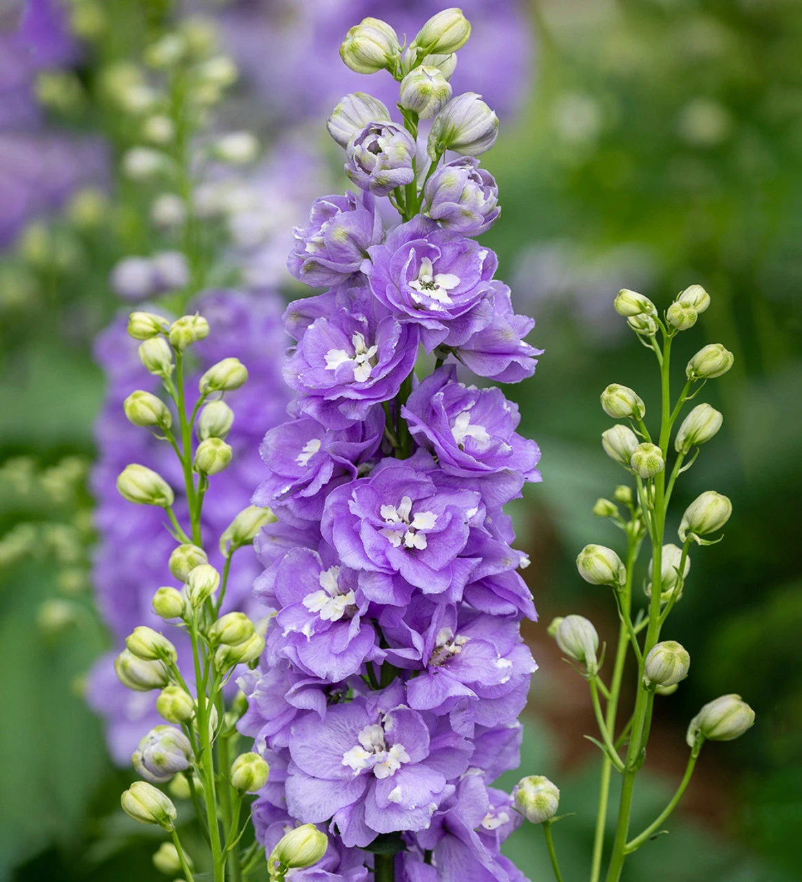 Amethyst And Sapphire Delphinium Collection 3 Amethyst And Sapphire Delphinium Collection - Image 3