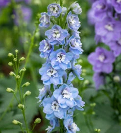 Amethyst And Sapphire Delphinium Collection 7 Amethyst And Sapphire Delphinium Collection -Plant Supply Store 511637 4 85664.1616174431