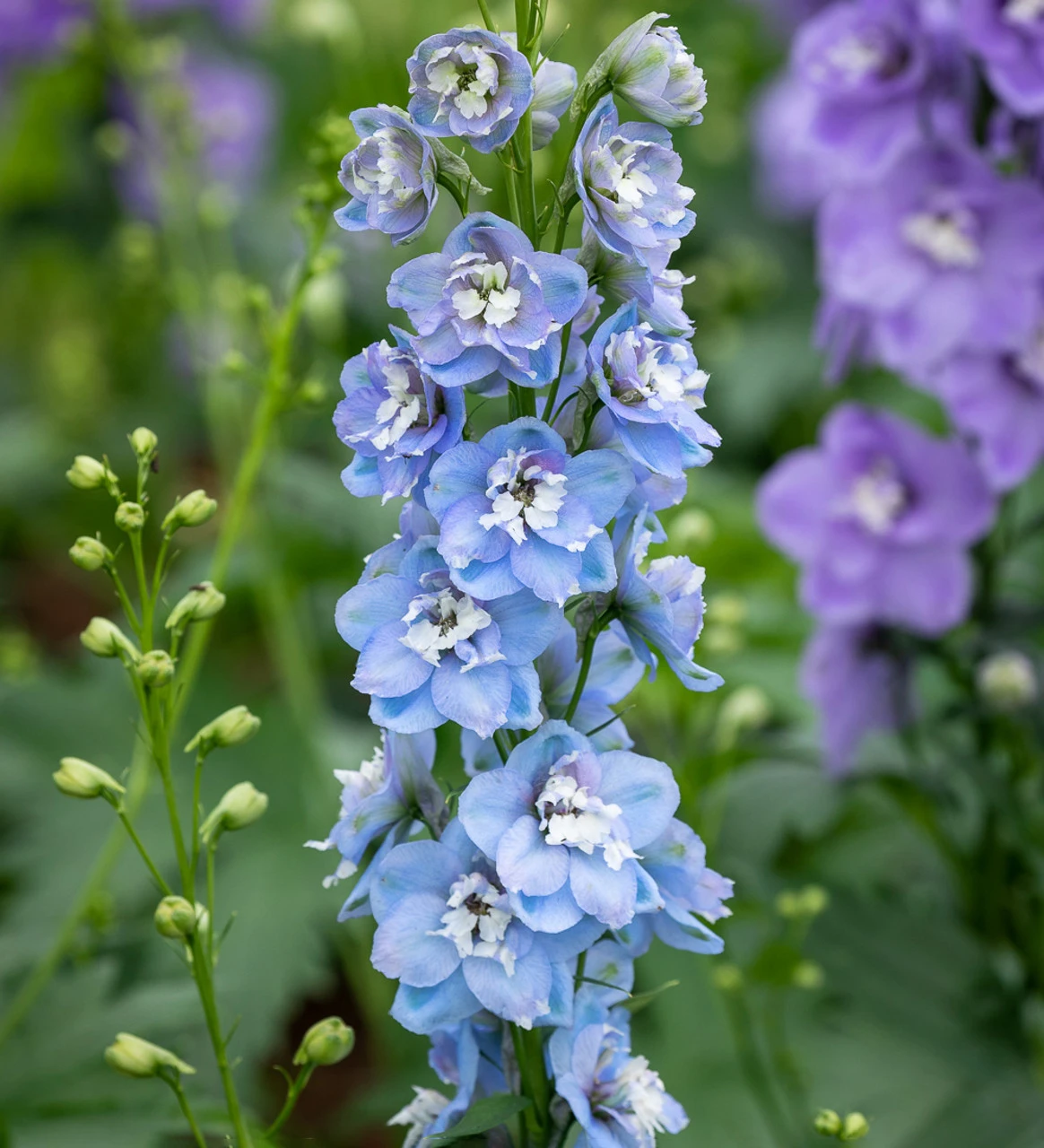 Delphinium Elatum 'Aurora Light Blue' 1 Delphinium Elatum 'Aurora Light Blue'