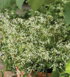 Scented Window Box Collection -Plant Supply Store 511668 3 57452.1617714063