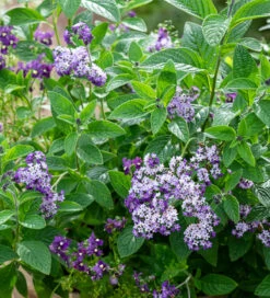 Scented Window Box Collection -Plant Supply Store 511668 4 92749.1617714064