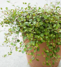 Scented Window Box Collection -Plant Supply Store 511668 5 14874.1617714064