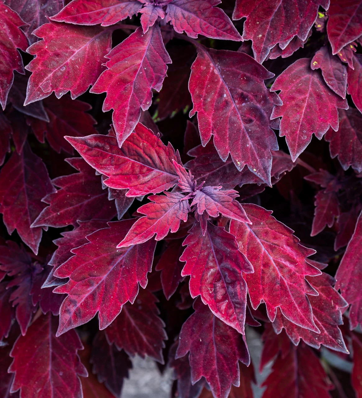 Coleus 'FlameThrower Salsa Roja' 1 Coleus 'FlameThrower Salsa Roja'