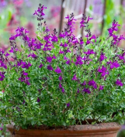 Salvia Greggii 'Mirage Deep Purple'
