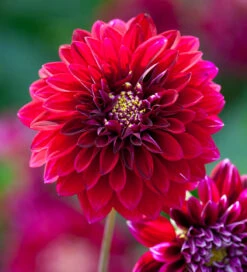 Arthur's Doorstep Dahlia Collection -Plant Supply Store 511686 3 70113.1616174448