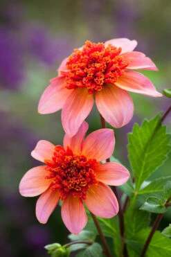 Arthur's Doorstep Dahlia Collection -Plant Supply Store 511686 4 20631.1616174449