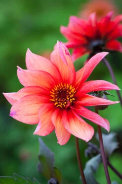 Arthur's Doorstep Dahlia Collection -Plant Supply Store 511686 5 47594.1616174449
