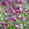 Salvia Greggii 'Amethyst Lips'