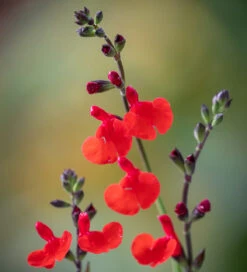 Salvia X Jamensis 'Royal Bumble'