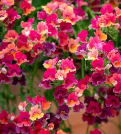 Nemesia 'Sunmesia Tropical'
