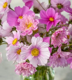 Cosmos Candyfloss Collection