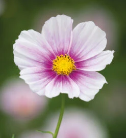 New Release -Plant Supply Store 511733 2 13623.1617714092