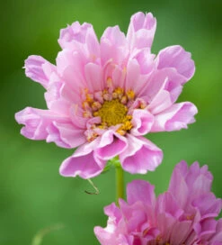 Cosmos Candyfloss Collection -Plant Supply Store 511733 3 65760.1617714620