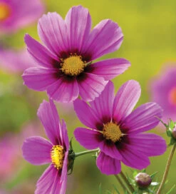 Cosmos Candyfloss Collection -Plant Supply Store 511733 4 81698.1617714621