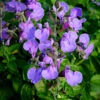 Salvia 'Blue Merced'