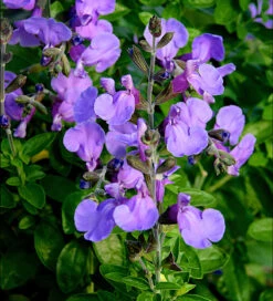 Salvia 'Blue Merced'