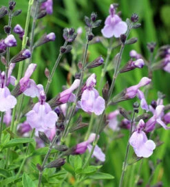 Salvia 'Blue Merced' -Plant Supply Store 511737 3 84003.1616175042