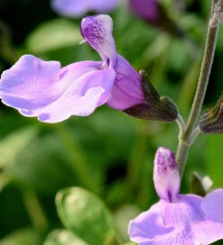 Salvia 'Blue Merced' -Plant Supply Store 511737 4 72936.1616175043