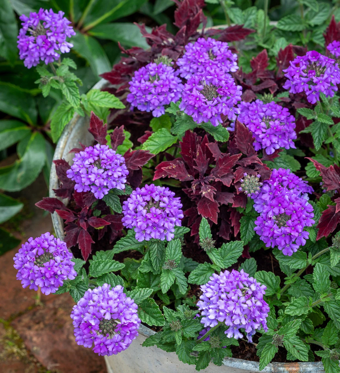 Verbena Peruviana 'Endurascape Blue' 1 Verbena Peruviana 'Endurascape Blue'