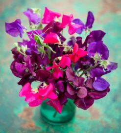 Deep And Rich Sweet Peas For Containers Collection