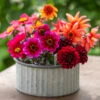 Sarah's Ultimate Dahlias For Containers Collection