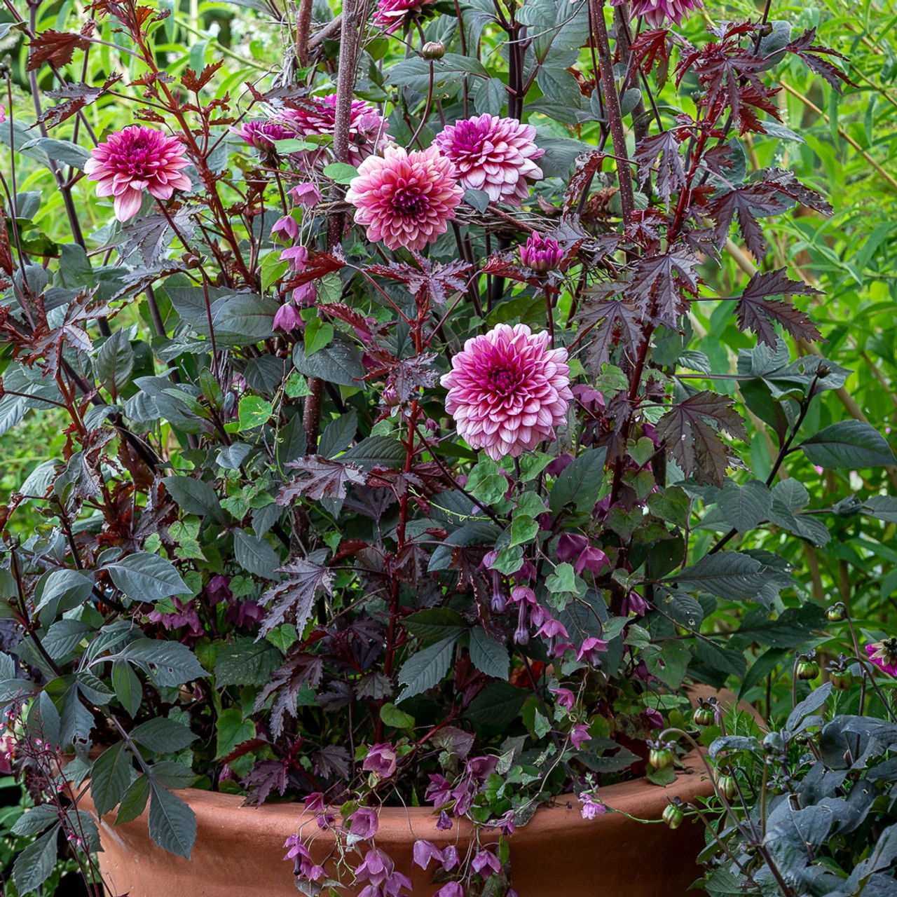 Mexican Evening Collection 1 Mexican Evening Collection