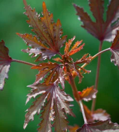 Mexican Evening Collection 6 Mexican Evening Collection -Plant Supply Store 511753 3 65559.1663339218