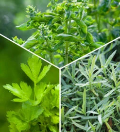 Summer Herbs Container Collection