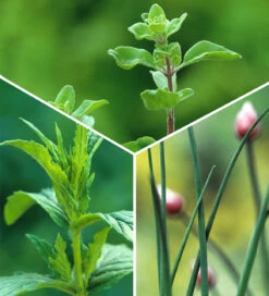 New Release -Plant Supply Store 511769 2 01648.1617714643