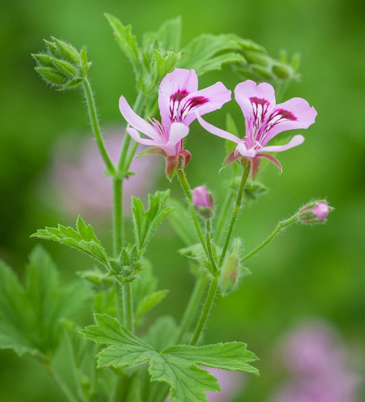 Pelargonium 'Lemon Fancy' (Scented) 1 Pelargonium 'Lemon Fancy' (Scented)
