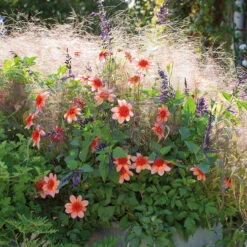 Spun Sugar Collection