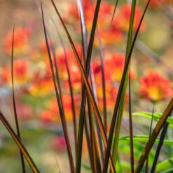 Pennisetum Purpureum 'Vertigo'