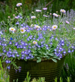 Restful Pot Collection