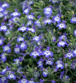 Lobelia Erinus 'Hot Tiger'
