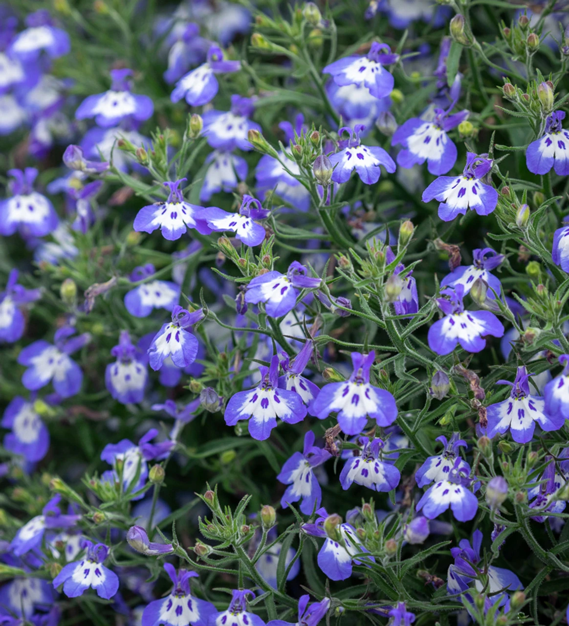 Lobelia Erinus 'Hot Tiger' 1 Lobelia Erinus 'Hot Tiger'