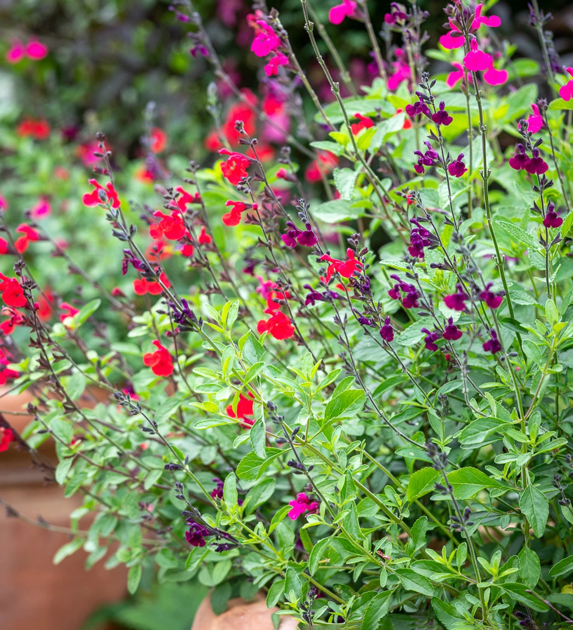 Summer Jewels Salvia Collection 2 Summer Jewels Salvia Collection - Image 2