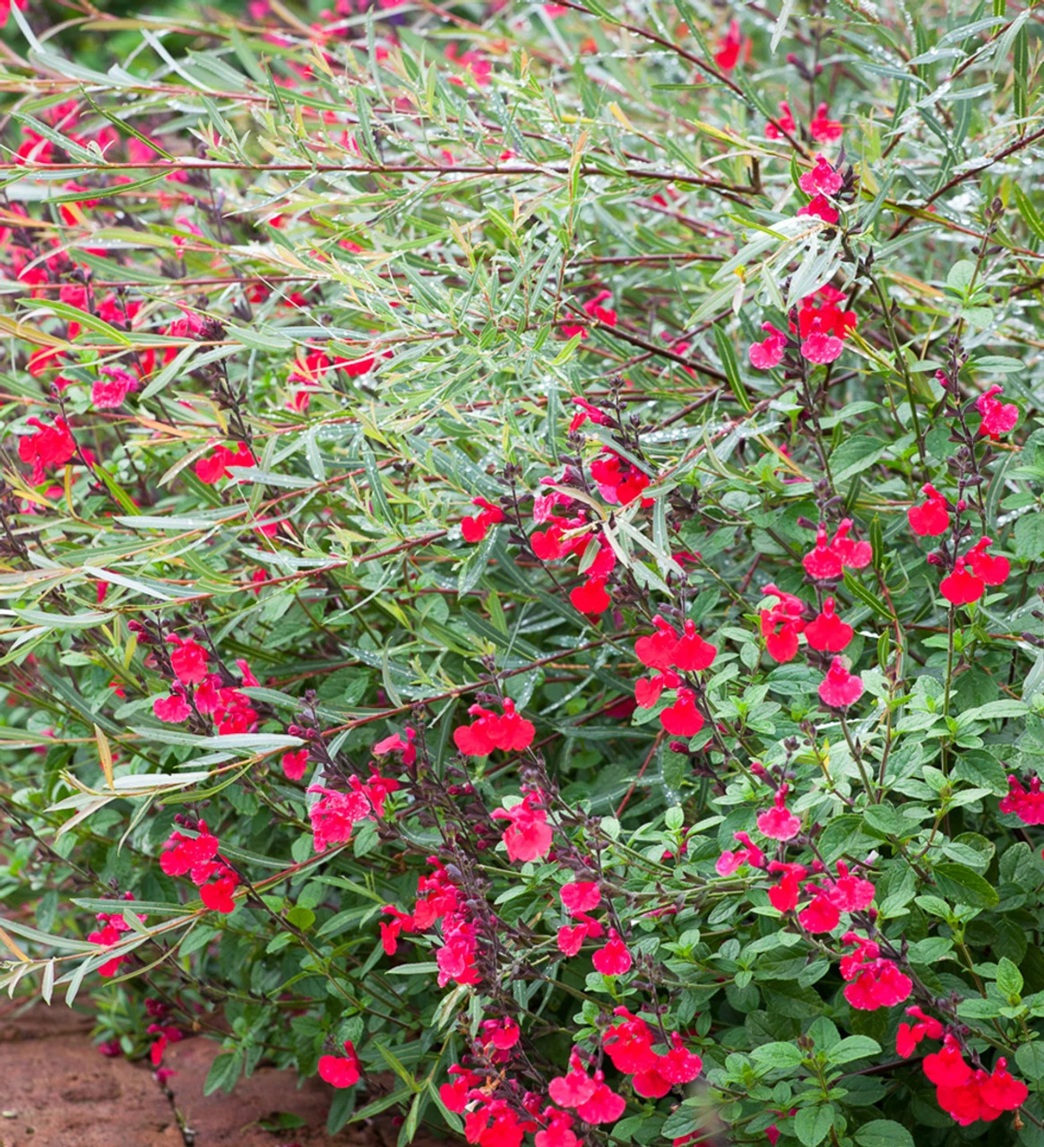 Summer Jewels Salvia Collection 3 Summer Jewels Salvia Collection - Image 3