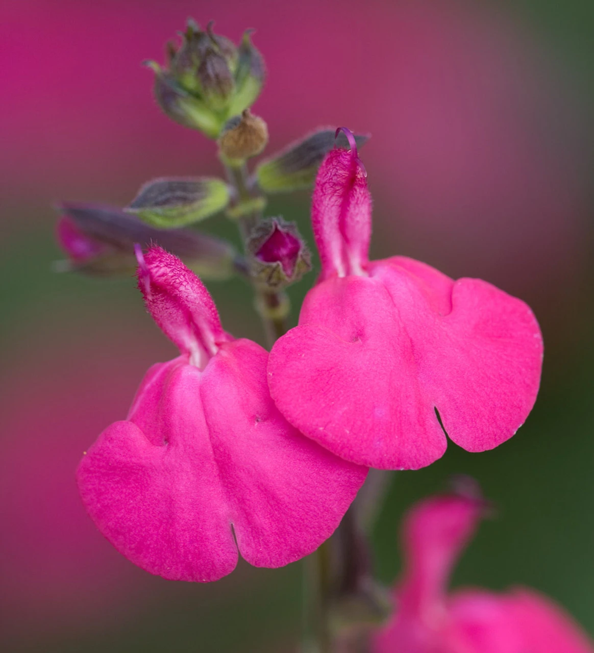 Summer Jewels Salvia Collection 4 Summer Jewels Salvia Collection - Image 4