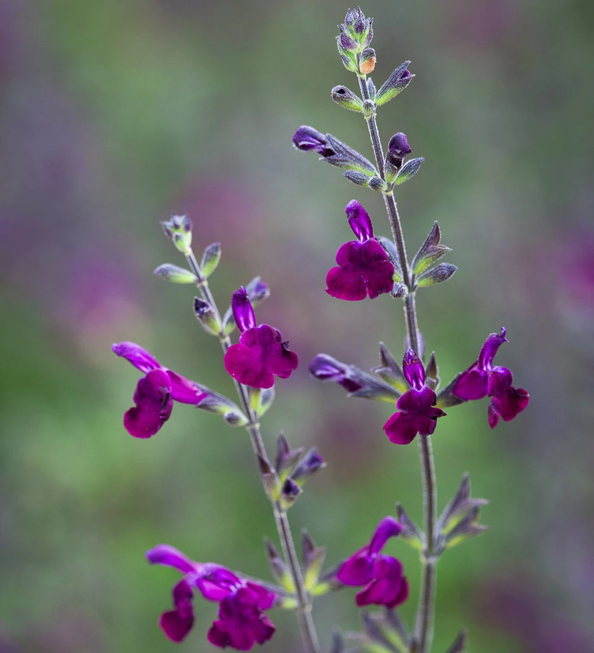 Summer Jewels Salvia Collection 5 Summer Jewels Salvia Collection - Image 5