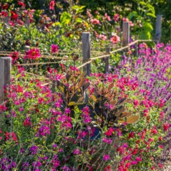 Summer Jewels Salvia Collection