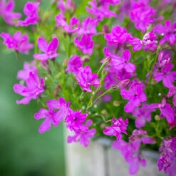 Lobelia Erinus 'Waterfall Lavender' -Plant Supply Store 511813 1 22772.1632395434